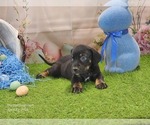 Small #4 Catahoula Leopard Dog