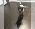 Small #3 Australian Shepherd Mix