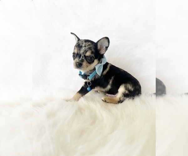 Medium Photo #4 Chihuahua Puppy For Sale in SACRAMENTO, CA, USA