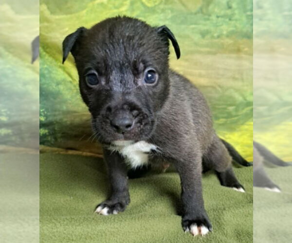 Medium Photo #3 Mutt Puppy For Sale in Lakewood, CO, USA