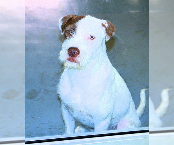 Medium Photo #13 Mutt Puppy For Sale in Sebec, ME, USA