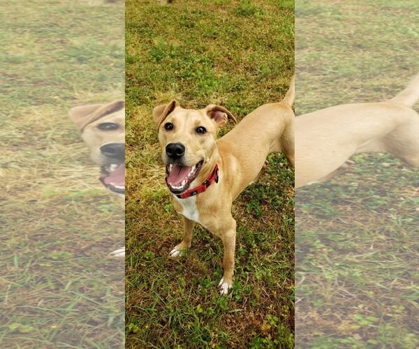 Medium Photo #3 Mutt Puppy For Sale in Raleigh, NC, USA