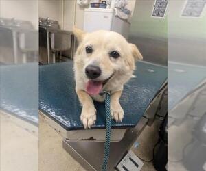 Cardigan Welsh Corgi-Unknown Mix Dogs for adoption in Mobile, AL, USA