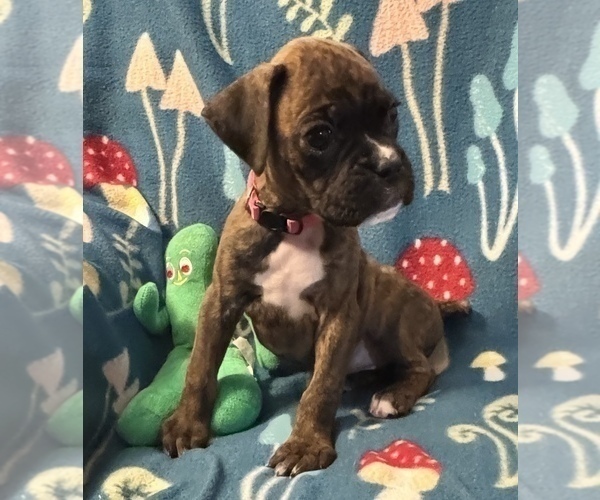 Medium Photo #19 Boxer Puppy For Sale in LANSING, MI, USA
