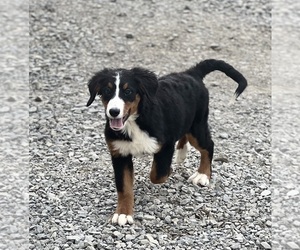 Bernese Mountain Dog Puppy for sale in DUNDEE, OH, USA