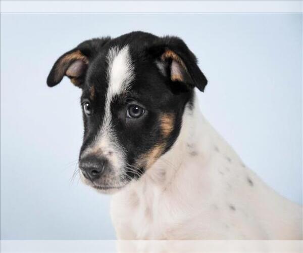 Medium Photo #1 Mutt Puppy For Sale in Fort Collins, CO, USA