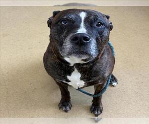 American Pit Bull Terrier Dogs for adoption in Derwood, MD, USA