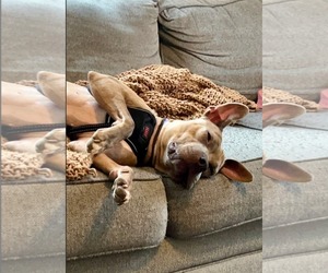 Catherine - Female American Pit Bull Terrier-Unknown Mix Dog for Adoption - Photo #4