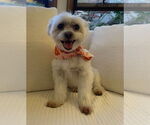Small #2 Maltese