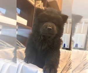 Chow Chow Puppy for Sale in VALLEJO, California USA