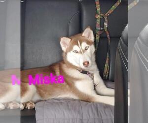 Mother of the Pomsky puppies born on 05/10/2022