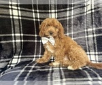 Small #2 Cavapoo