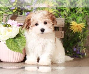 Havanese Puppy for sale in MOUNT VERNON, OH, USA