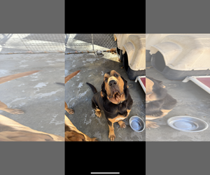 Bloodhound Dogs for adoption in York, SC, USA