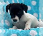 Small #1 Labrador Retriever Mix