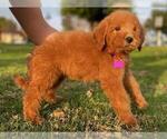 Small Photo #1 Goldendoodle-Poodle (Standard) Mix Puppy For Sale in ROSEMEAD, CA, USA