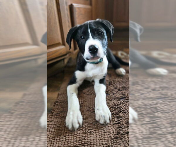 Medium Photo #2 Borador Puppy For Sale in Genesee, WI, USA