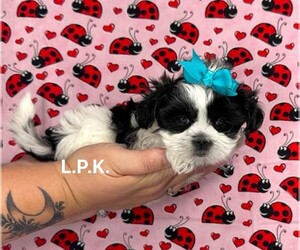 Mal-Shi Puppy for sale in WINNSBORO, LA, USA