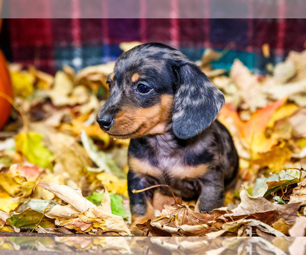 Medium Photo #24 Dachshund Puppy For Sale in WAKARUSA, IN, USA