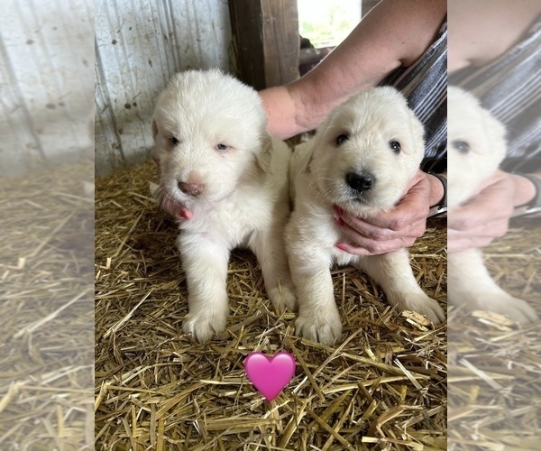 Medium Photo #2 Maremma Sheepdog Puppy For Sale in PORTLAND, IN, USA