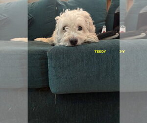 Coton de Tulear-Unknown Mix Dogs for adoption in Woodland Hills, CA, USA