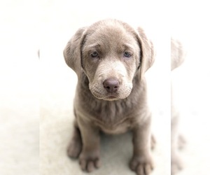 Labrador Retriever Puppy for sale in HENDERSONVILLE, TN, USA