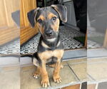 Small #11 Shollie