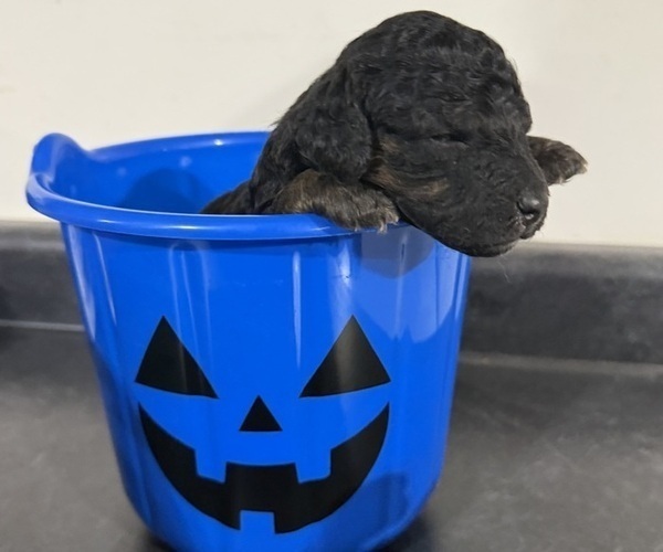 Medium Photo #5 Poodle (Miniature) Puppy For Sale in CONCORD, MN, USA