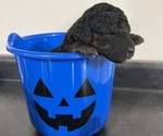 Small #4 Poodle (Miniature)