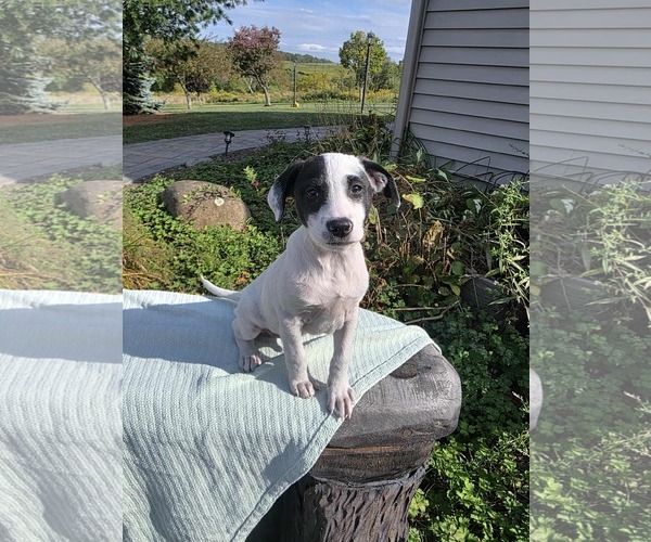 Medium Photo #2 Borador Puppy For Sale in SHERBURNE, NY, USA