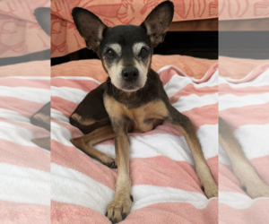 Birdie - Female Miniature Pinscher-Unknown Mix Dog for Adoption - Photo #2