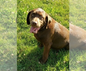 Labrador Retriever Puppy for sale in OLYMPIA, WA, USA