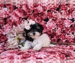 Small Photo #4 Maltipoo Puppy For Sale in NEW PROVIDENCE, PA, USA