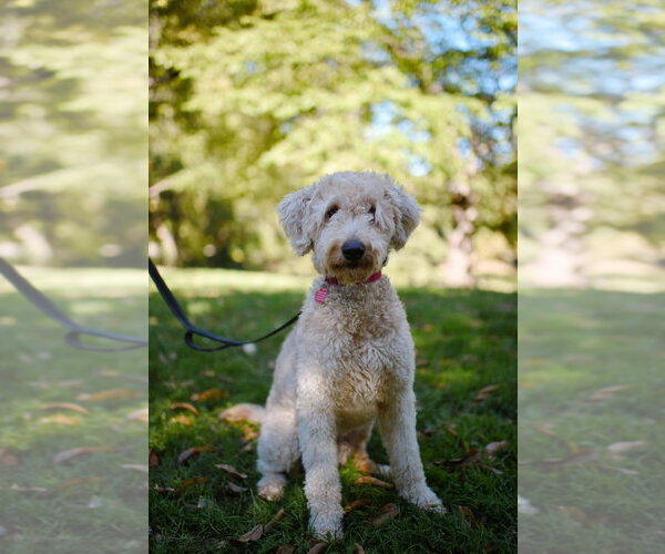 Medium Photo #2 Poodle (Standard)-Wheaten Terrier Mix Puppy For Sale in Brooklyn, NY, USA