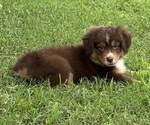 Small Photo #24 Miniature American Shepherd Puppy For Sale in NOLENSVILLE, TN, USA