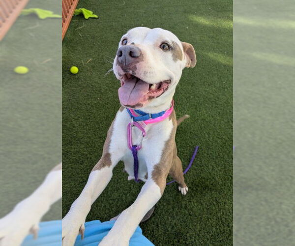 Medium Photo #2 Mutt Puppy For Sale in Las Vegas, NV, USA