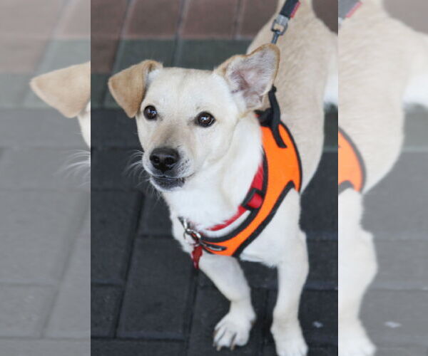 Medium Photo #8 Dorgi Puppy For Sale in Mission Viejo, CA, USA