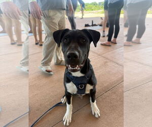 Mutt Dogs for adoption in Fort Collins, CO, USA