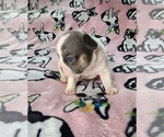 Small Photo #15 French Bulldog Puppy For Sale in SALEM, OR, USA