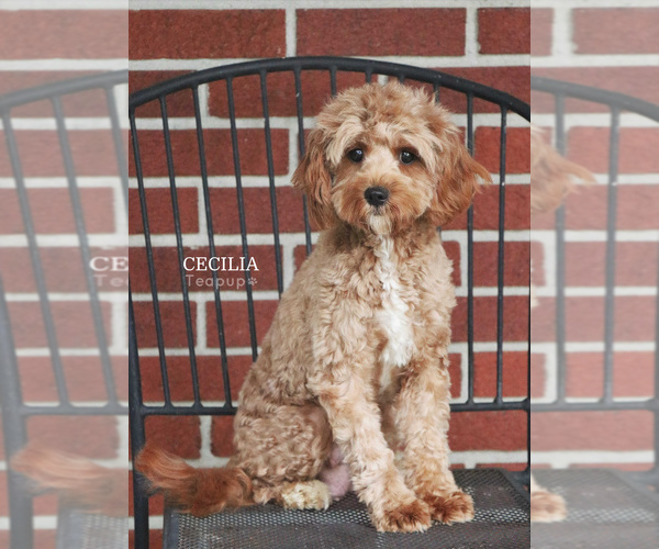 Medium Photo #1 Cavapoo (Miniature) Puppy For Sale in SYRACUSE, IN, USA
