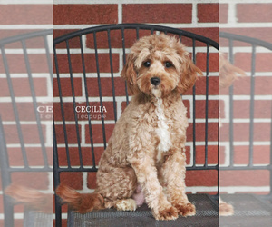 Mother of the Cavapoo (Miniature) puppies born on 05/14/2026