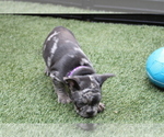 Puppy 3 French Bulldog