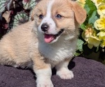 Small Photo #50 Pembroke Welsh Corgi Puppy For Sale in GOSHEN, IN, USA