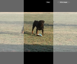 Father of the Rottweiler puppies born on 03/22/2026