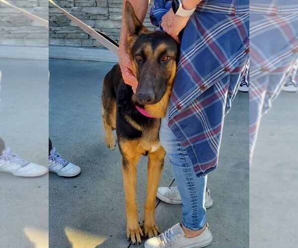 Medium Photo #9 German Shepherd Dog-Unknown Mix Puppy For Sale in Lake Forest, CA, USA