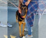 Small #8 German Shepherd Dog Mix