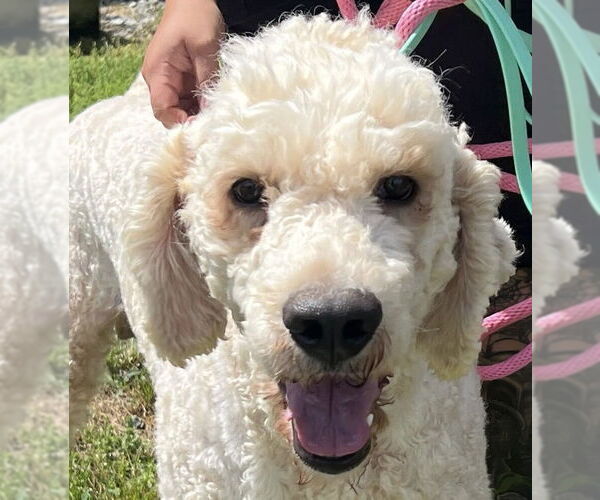 Medium Photo #3 Labradoodle Puppy For Sale in Pacolet, SC, USA