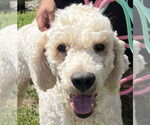 Small #2 Labradoodle