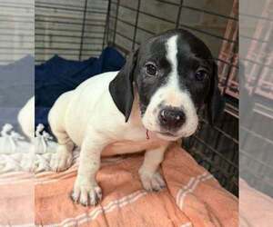 Basset Hound-Unknown Mix Dogs for adoption in New York, NY, USA
