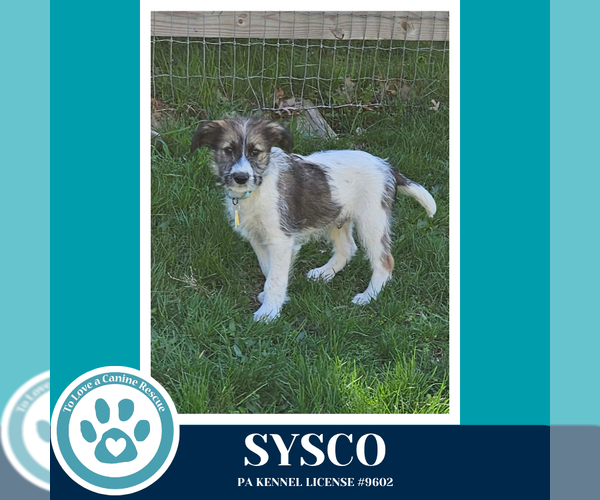 Medium Photo #2 Mutt Puppy For Sale in Kimberton, PA, USA